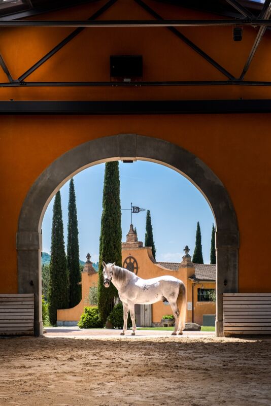 02 gallery horses