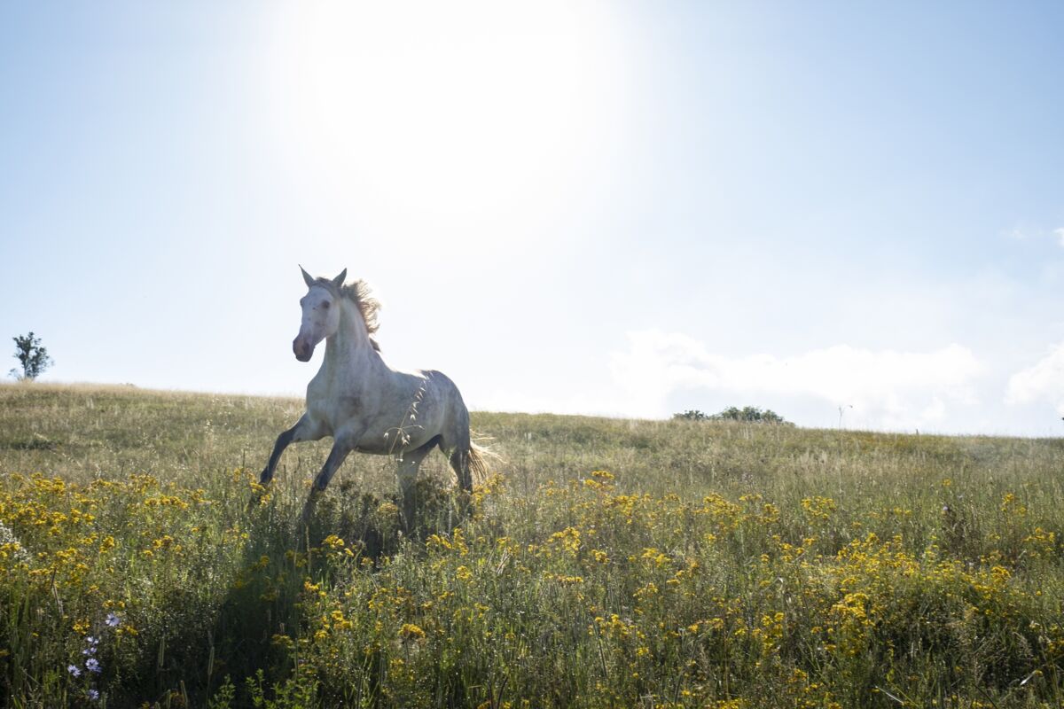 03 gallery horses