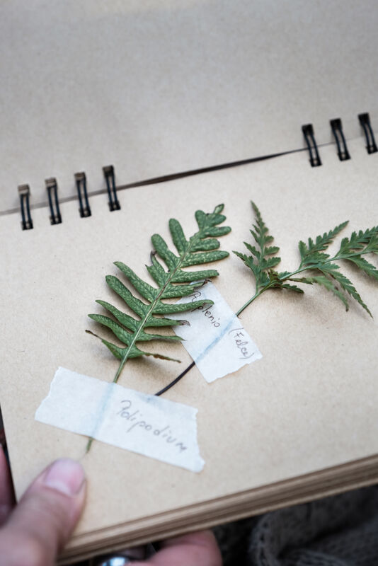 07 foraging gallery